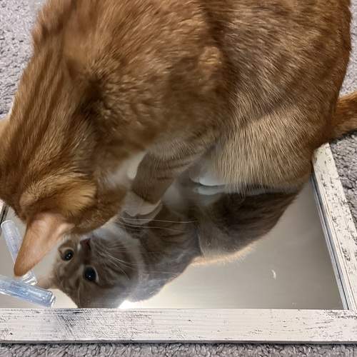Photo #13252782