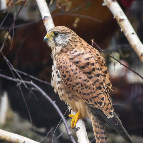 Photo #13252932