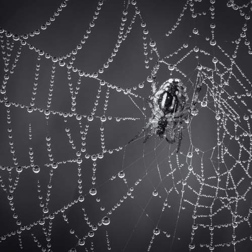 Фотография #13253307