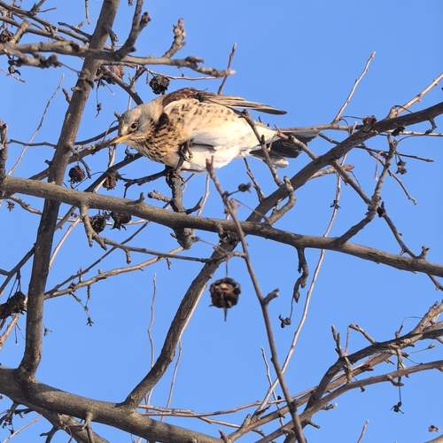 Photo #13253512