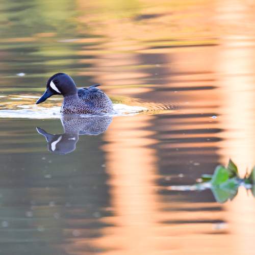 Photo #13254397