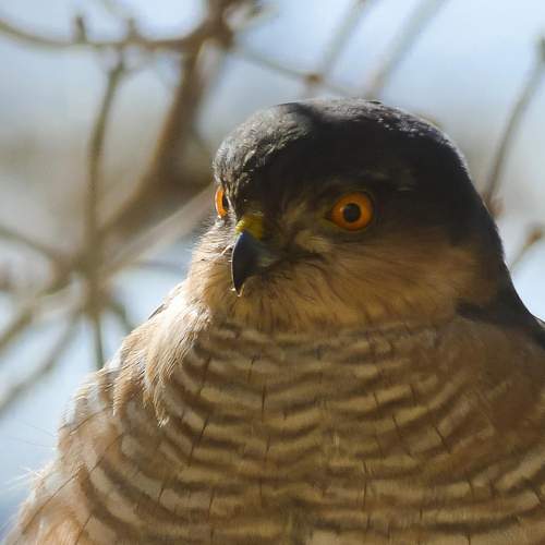 Фотография #13254658