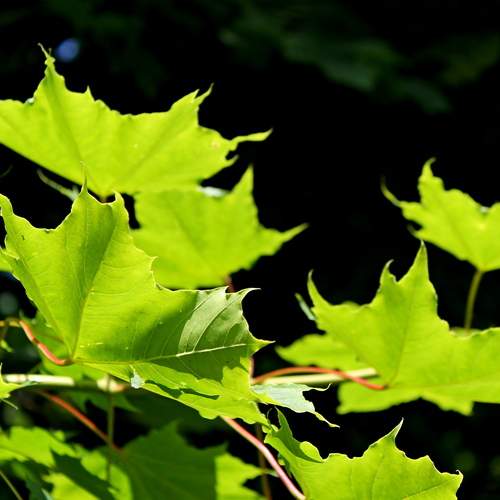Photo #13254668