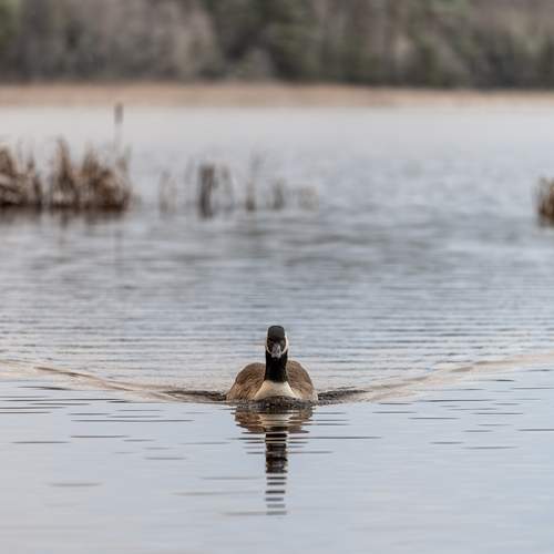 Фотография #13255595