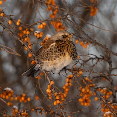 Photo #13255731