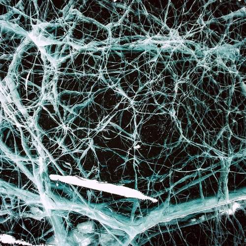 Photo #13256124