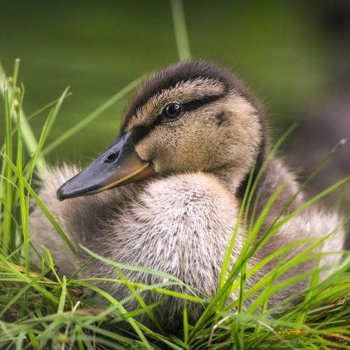 Фотография #13256297