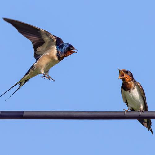 Пора взрослеть