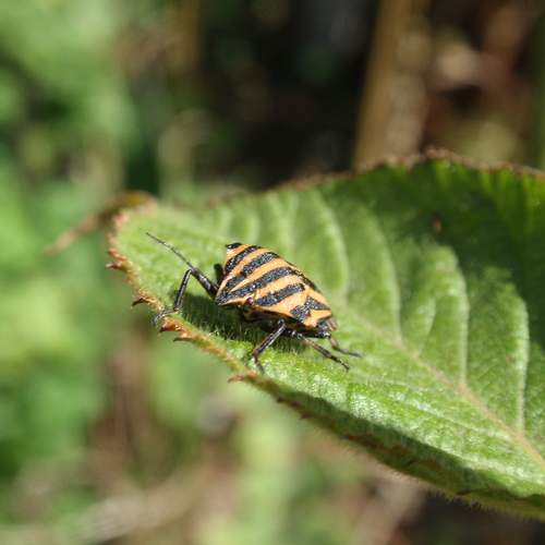 Photo #13256714