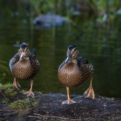 Фотография #13256770