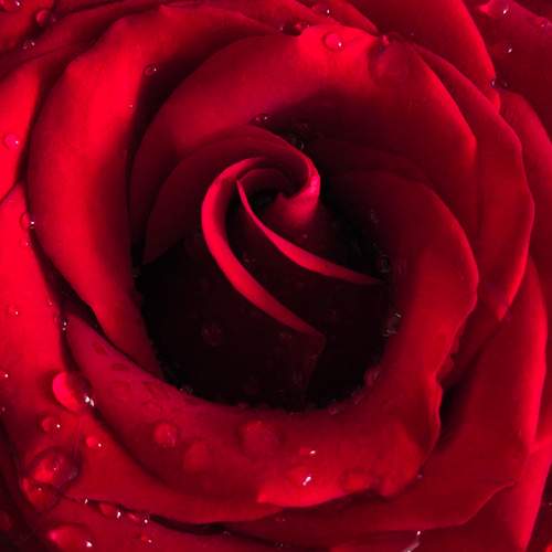 Photo #13256962