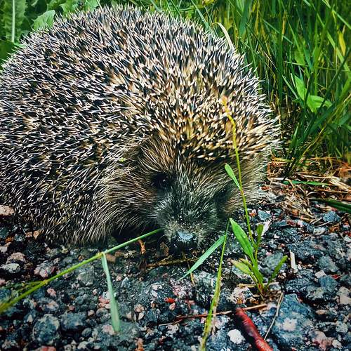 Photo #13256977