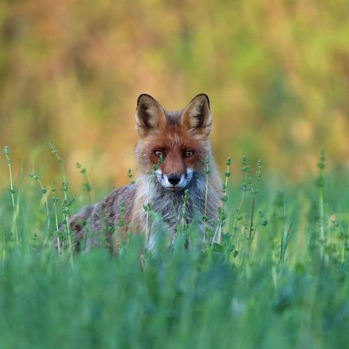Photo #13257036