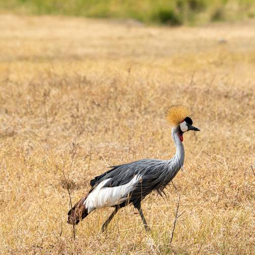 Фотография #13257073