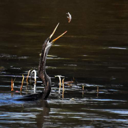 Photo #13258119