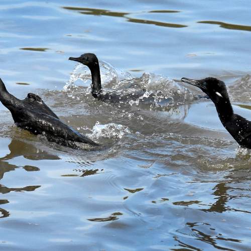 Photo #13258126