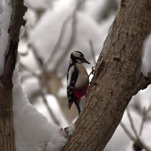 Photo #13258229