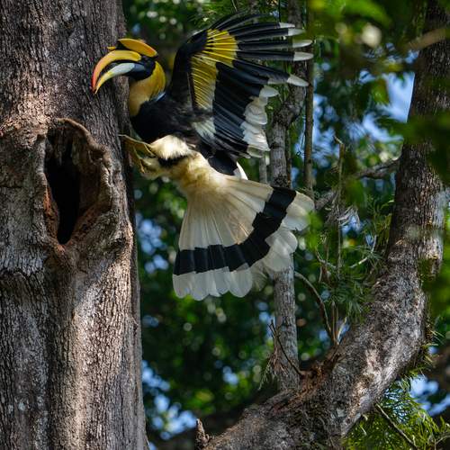 Great Indian hornbill