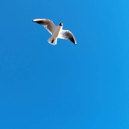 Photo #13258364