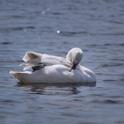 Photo #13258387