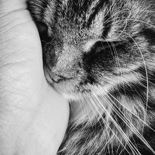 Photo #13258395