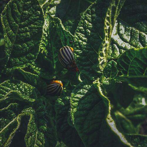 Photo #13258781