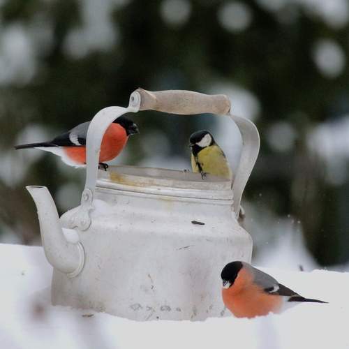 Photo #13258965