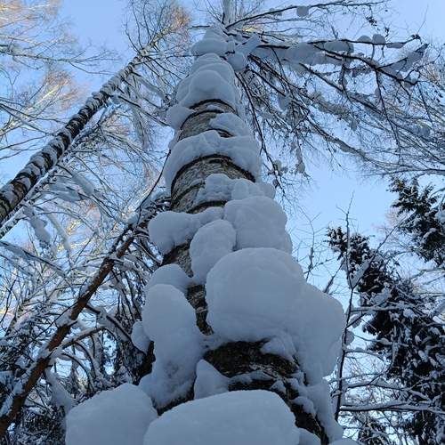 Заросшая снегом.