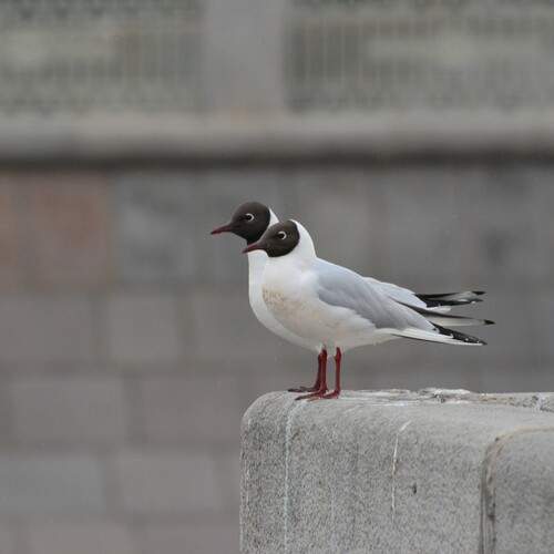 Photo #13259548