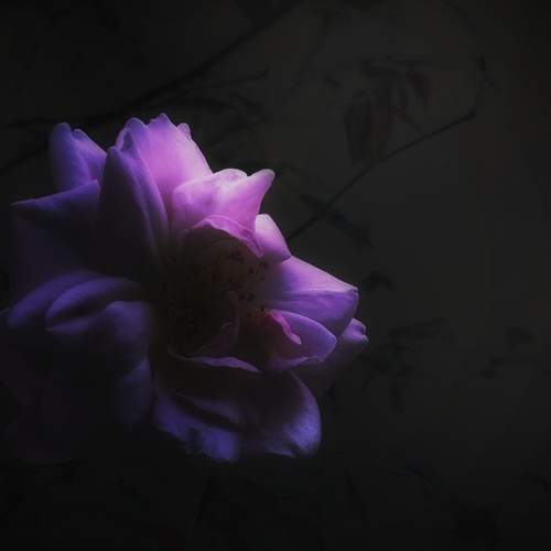 \"Blooming in Blessings\"