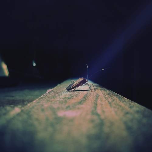 Photo #13259869