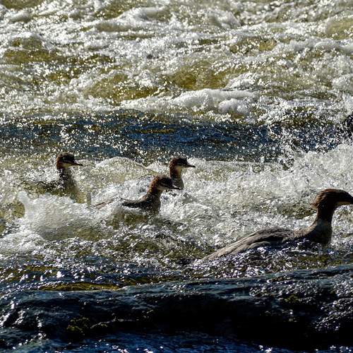 Photo #13259968