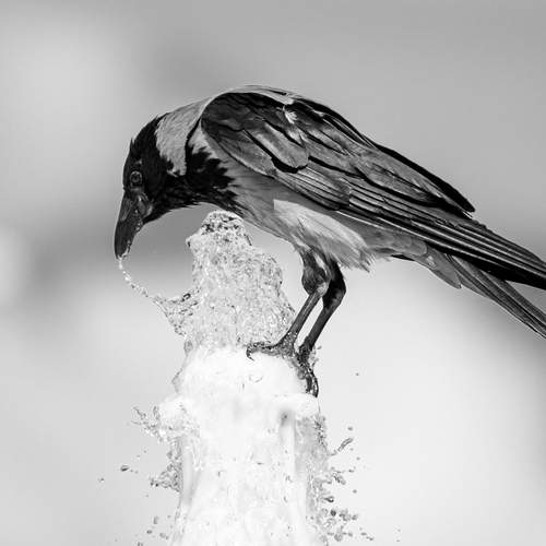 Фотография #13259974