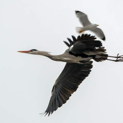 Фотография #13259990