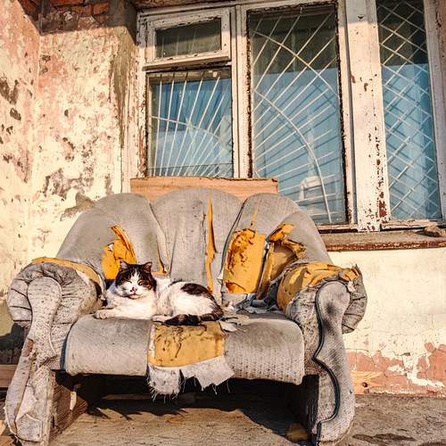 Photo #13260500