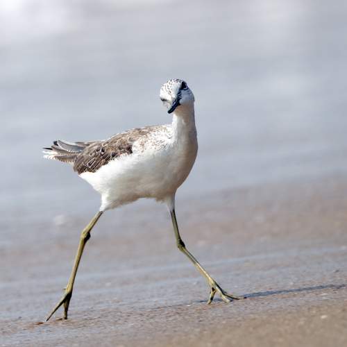 Photo #13260508