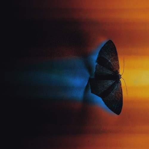 Photo #13260897
