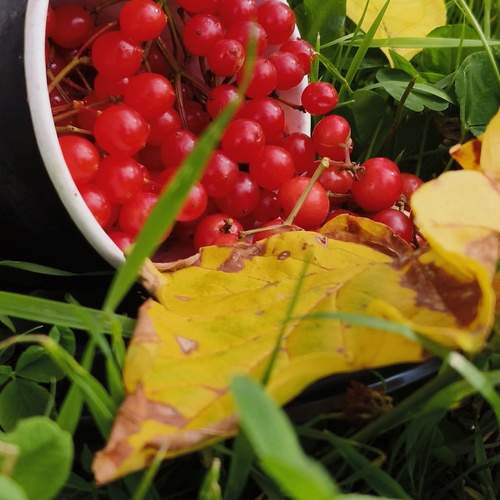 Photo #13261124
