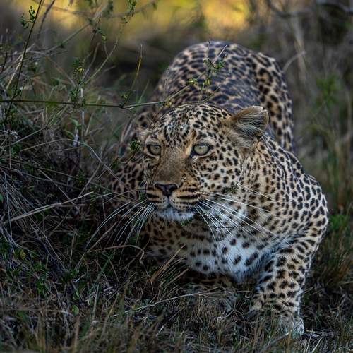 Photo #13261130