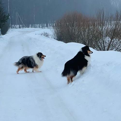 Photo #13261292