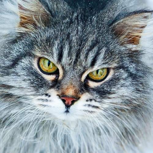 Photo #13261430
