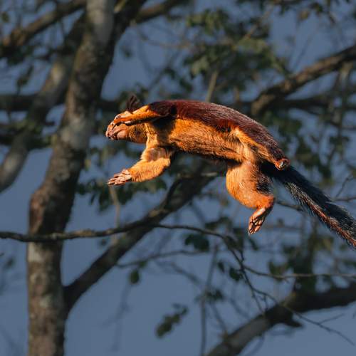 Master of the Canopy