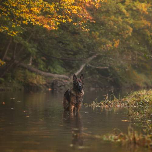 Autumn river