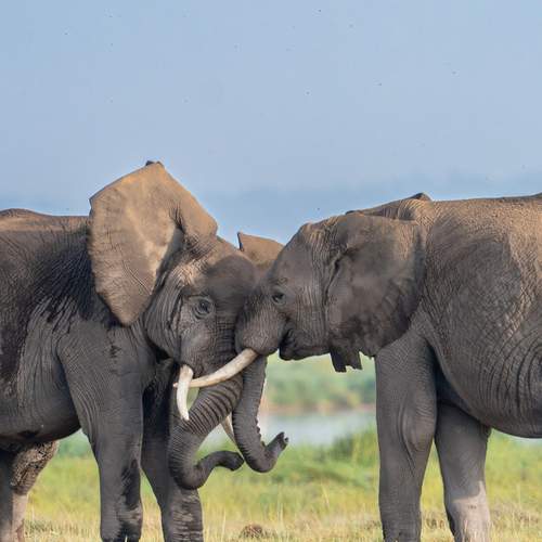 Photo #13262133