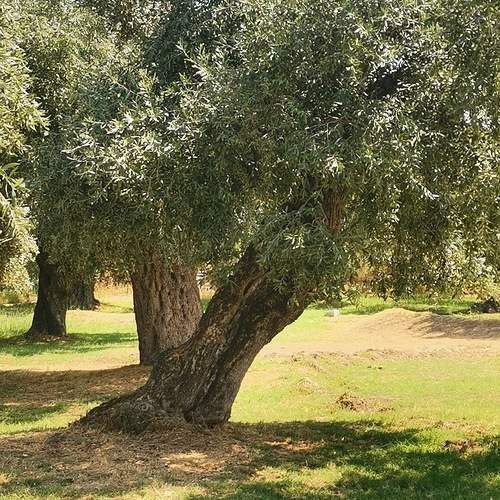 Photo #13262616