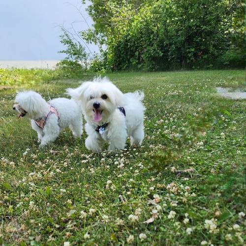 Photo #13264016