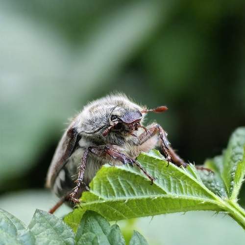 Photo #13264120