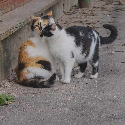 Photo #13264142