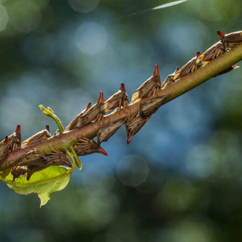Treehopper family