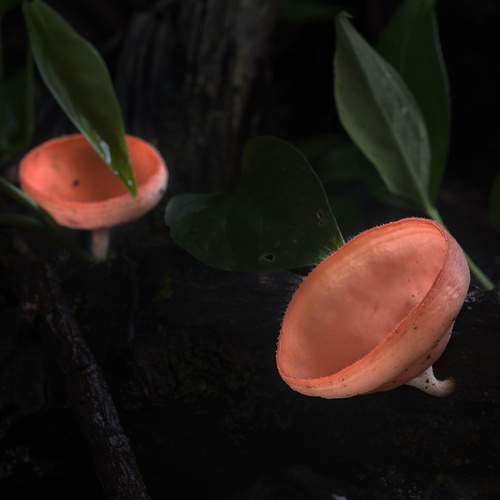 Cup Mushrooms